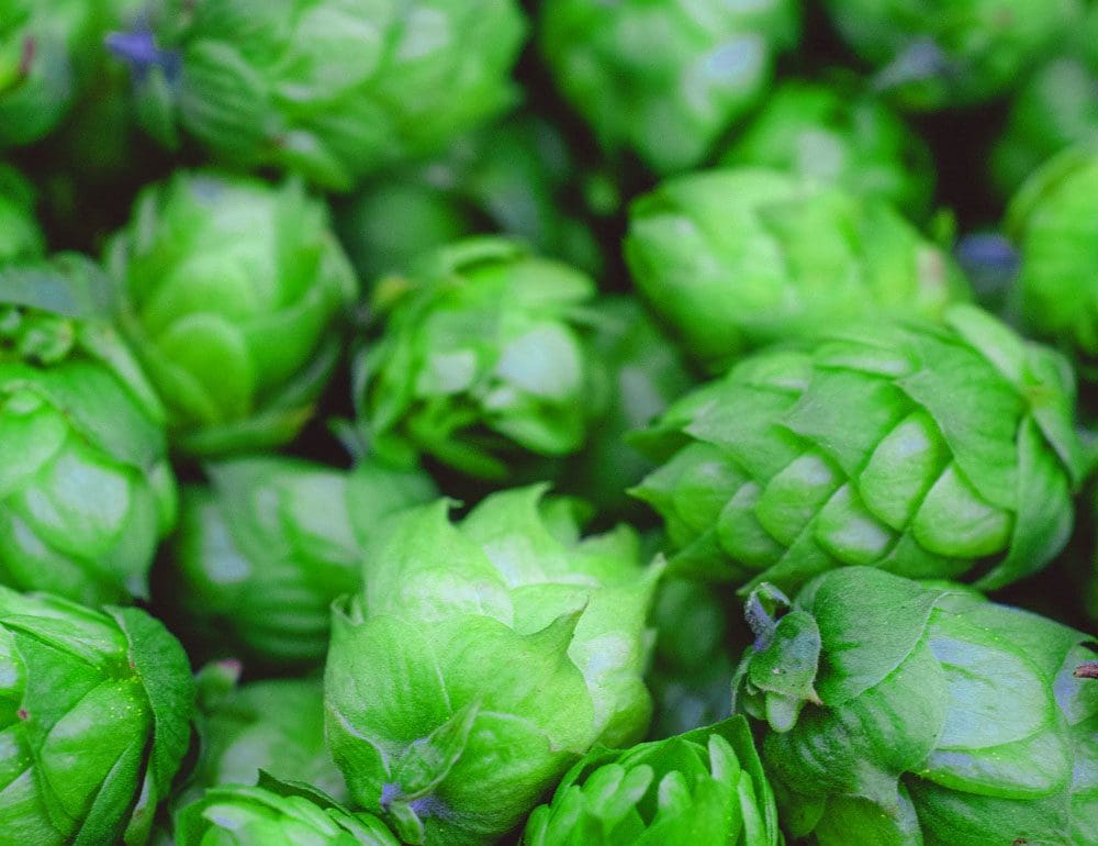 mayday brewery header - JLB, Best Web Design and Web Development Company in Nashville, Brentwood, and Franklin