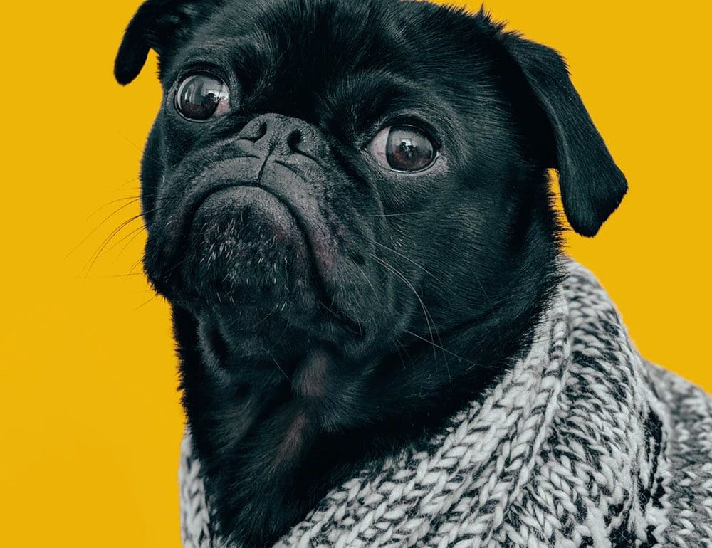 animal pug wellness header image - JLB, Best Web Design and Web Development Company in Nashville, Brentwood, and Franklin