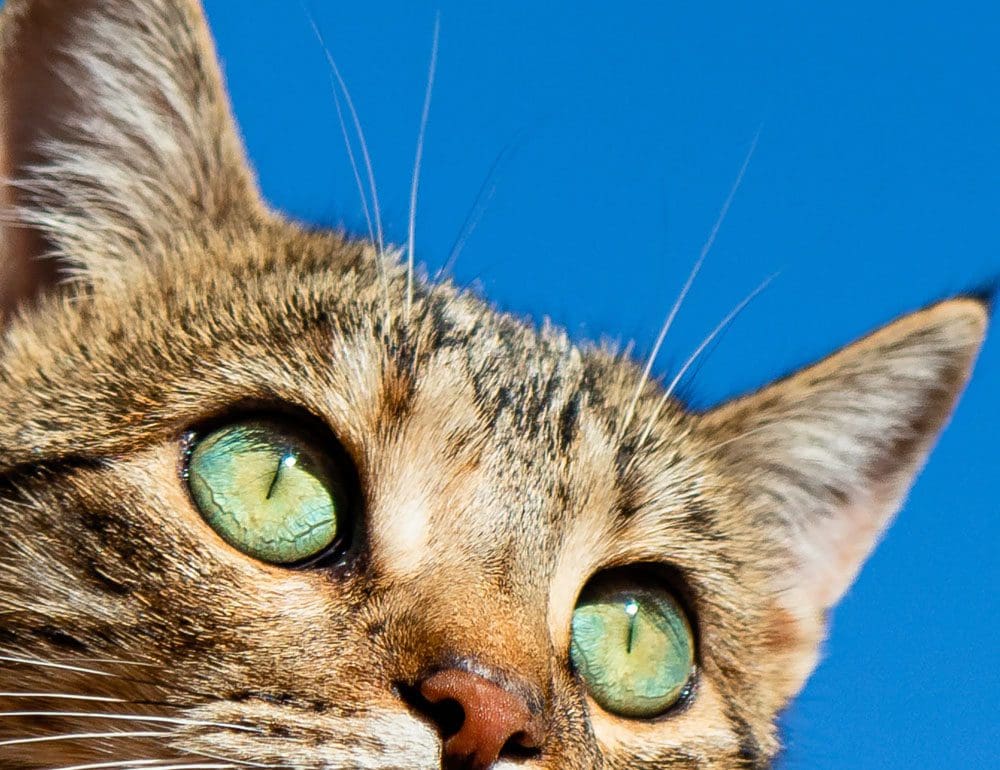 franklin kennels for animals header image - JLB, Best Web Design and Web Development Company in Nashville, Brentwood, and Franklin