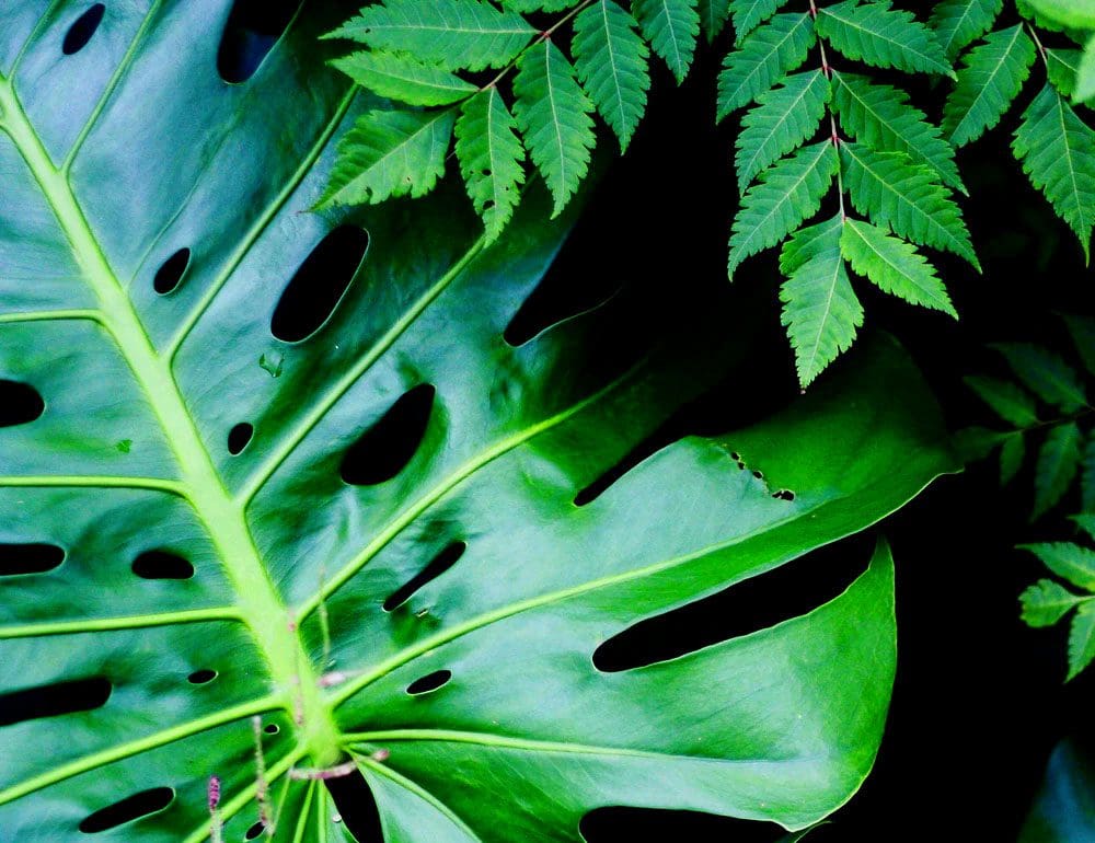 springhouse nursey ecommerce header - JLB, Best Web Design and Web Development Company in Nashville, Brentwood, and Franklin