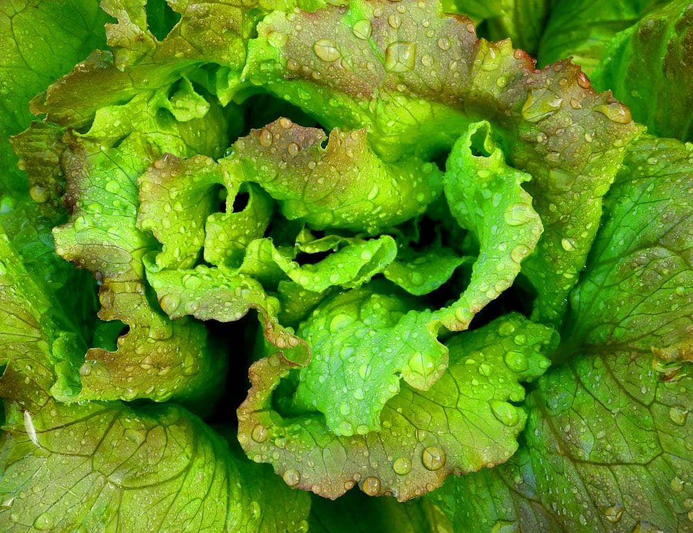 augusta cooperative header - JLB, Best Web Design and Web Development Company in Nashville, Brentwood, and Franklin