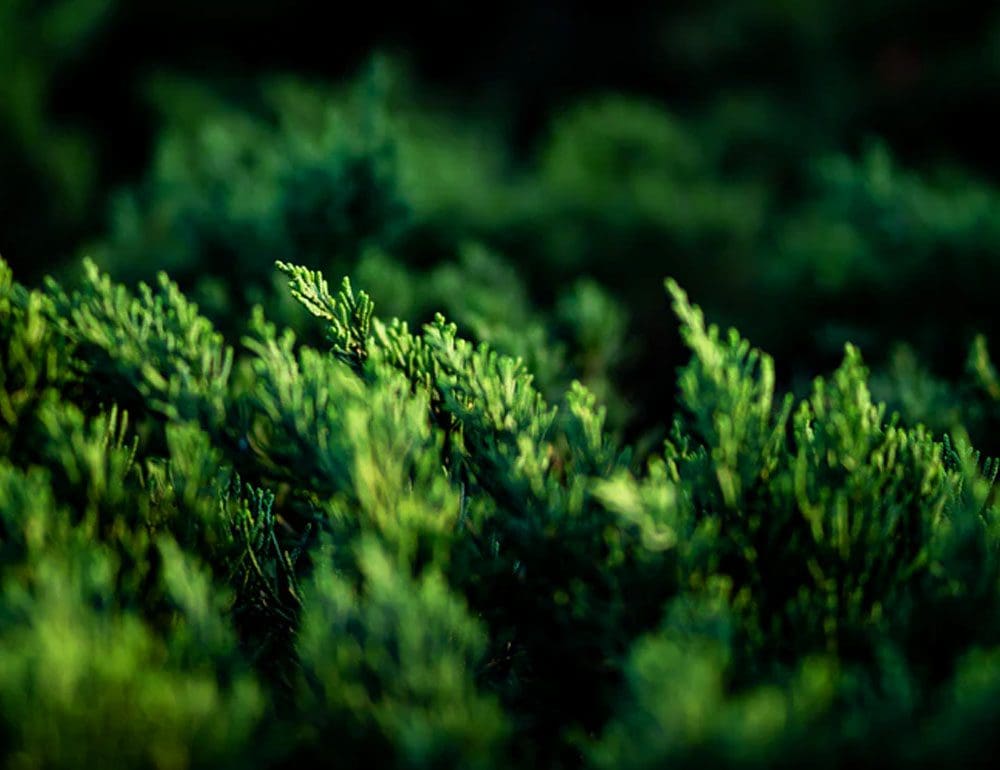 turnberry home builders header - JLB, Best Web Design and Web Development Company in Nashville, Brentwood, and Franklin