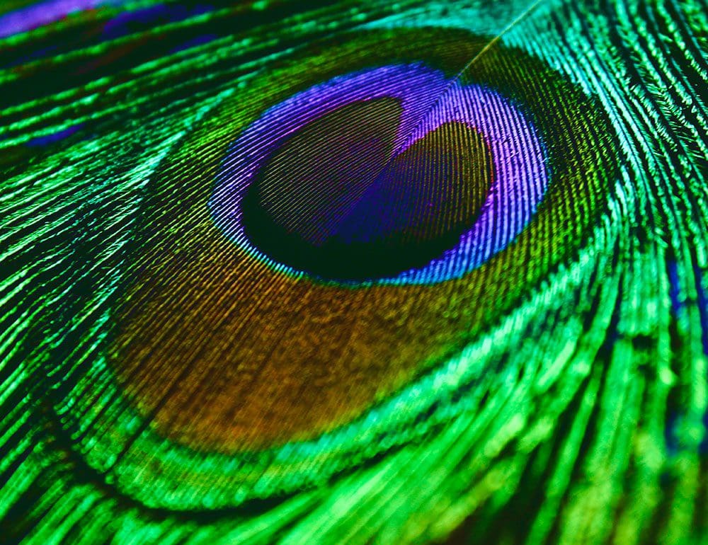 Feather Image for Nashville Web Design by JLB