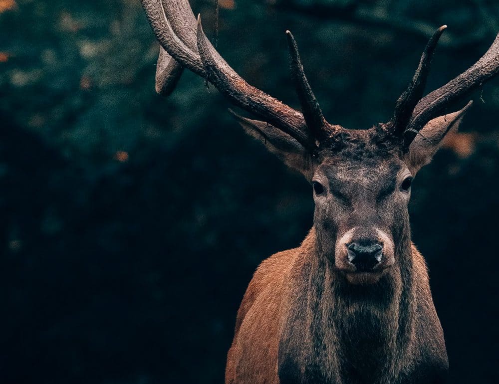 TNV GUNS | Nashville TN Website Design