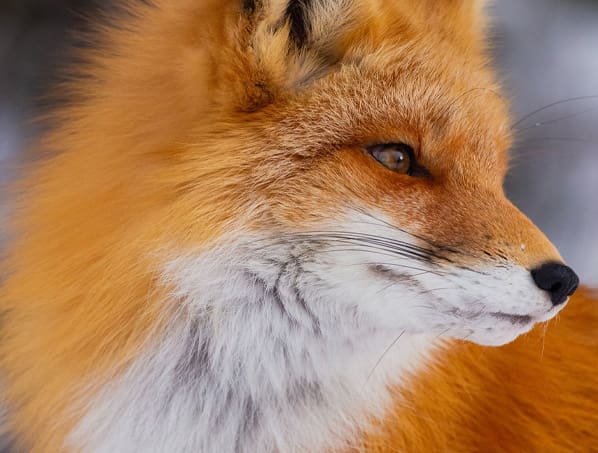 Nashville Web Design - ENOLA BG